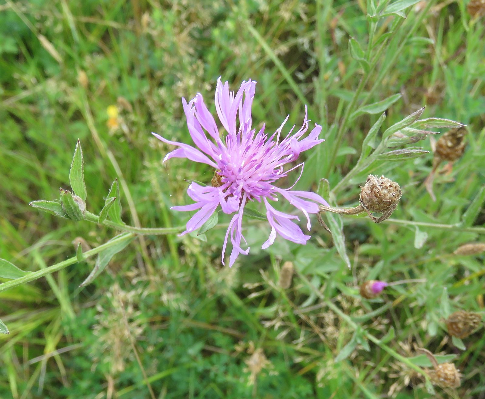  Greater Knapweed 